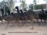 Sandhu Emu Farms Punjab