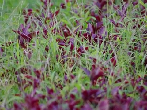 Atong Ang, Charlie Atong Ang Online Reputation Management, Internet Reputation Protection Services