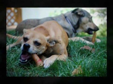 Dog Boots & Pet Diapers - Senior Pet Products