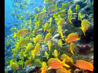 Aşık Oldum Ben Sana Zikirli(flv)