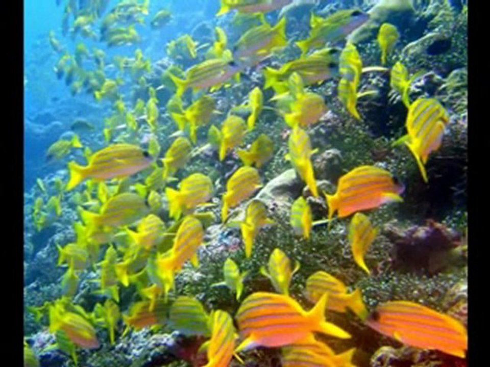 Aşık Oldum Ben Sana Zikirli(flv)