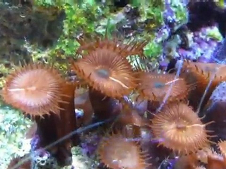 osaka reef  Derwins
