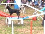 Dolce agility Ville / Anjou 11 2°