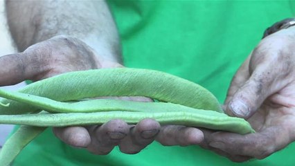 How To Plant Runner Beans