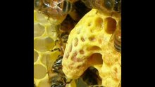Honey Bee Swarms