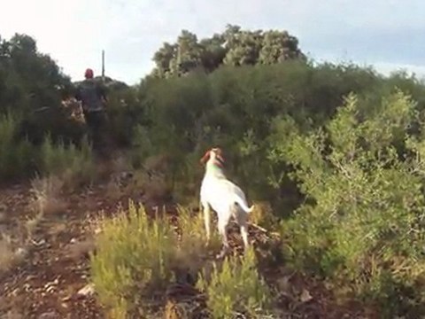 Pointer de la foret du melu CH.bye perdreaux sauvages