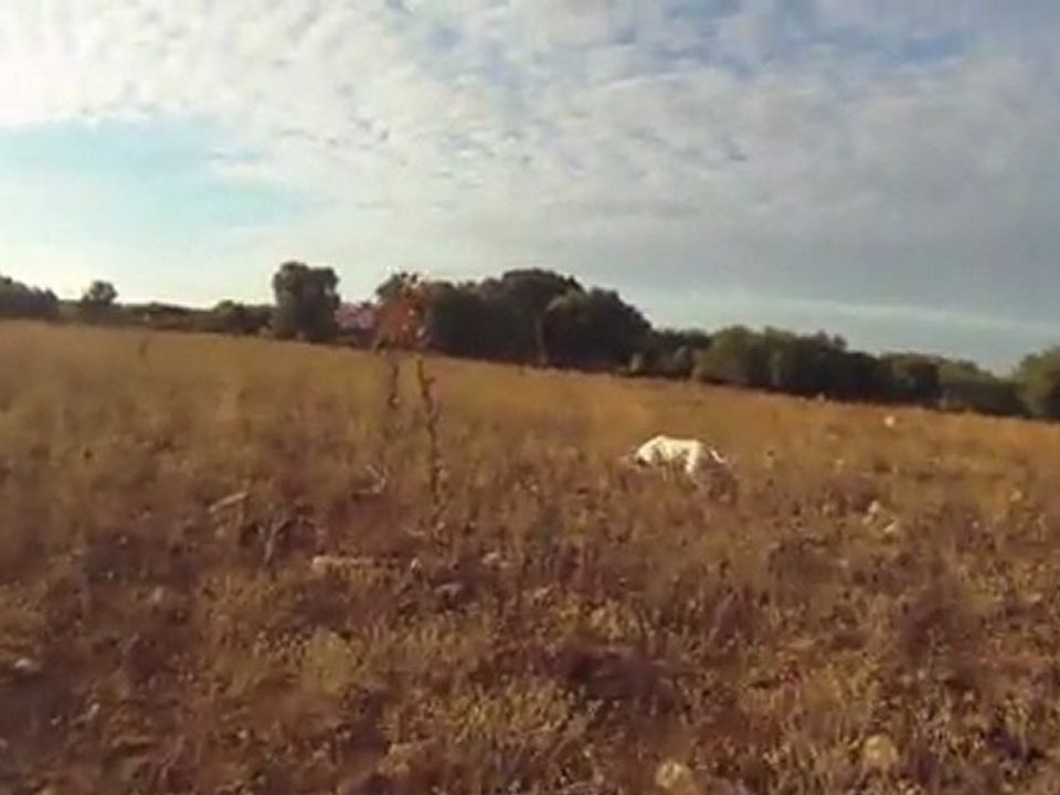 Pointer de la foret du melu CH.bye  perdreaux sauvages