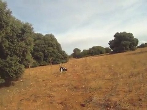 springer de la foret du melu fuel de la foret du melu sur perdreaux sauvages