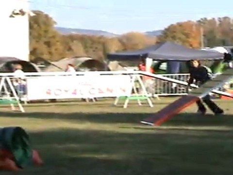 concour agility Isles sur la sorgues 2011