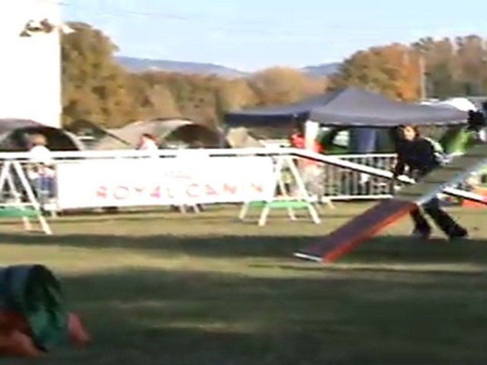 concour agility Isles sur la sorgues 2011