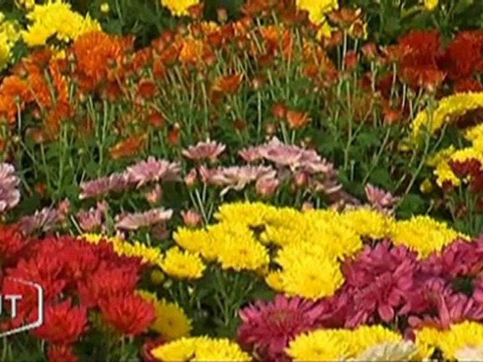 Les chrysanthèmes, plantes de la Toussaint (Vendée)