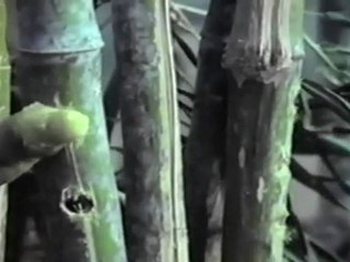 Pasam Oru Vesam-scene 10.mov