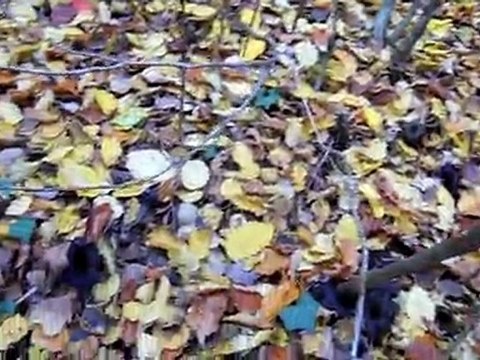 01 11 2011 Trompettes des morts