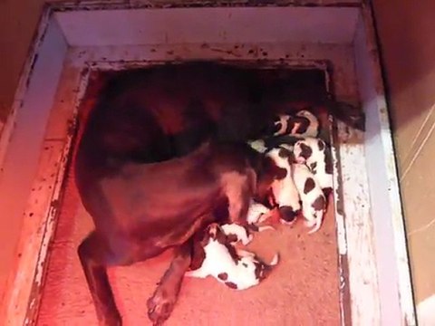 1ère tétée de chiots Braque Allemand à l'Elevage de Champréval