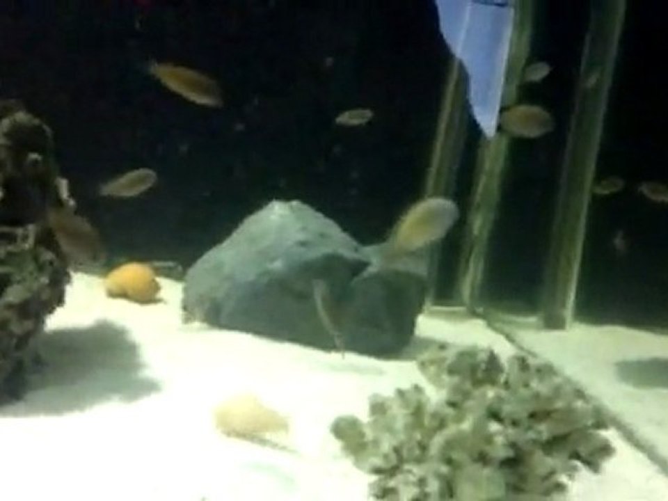 tropheus kasakalawe f1