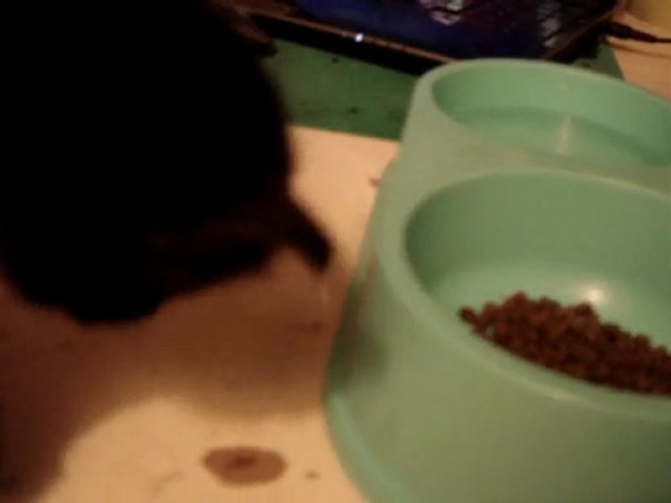 Chaton qui pouic en mangeant ses 1ères croquettes