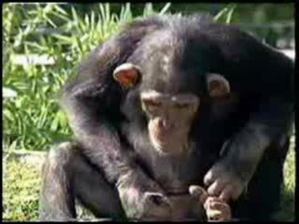 Beurk! quand un monkey a soif
