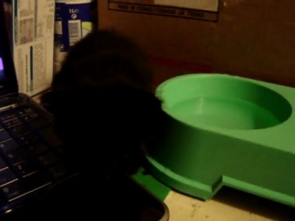 Chatons : tentative de suicide par noyade (en bonus : tentative d'évasion. Grillé)