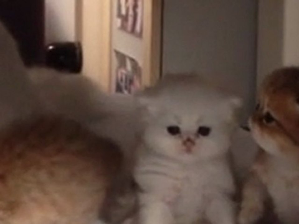 Portée d'Exquise du 8 Octobre 2011 à 3 semaines