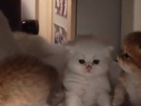 Portée d'Exquise du 8 Octobre 2011 à 3 semaines