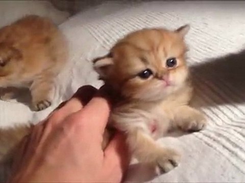 Gelly de Silver Gate - Chaton Persan Golden Shell à 3 semaines