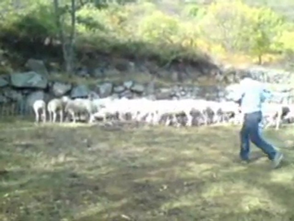 inspection agnelles