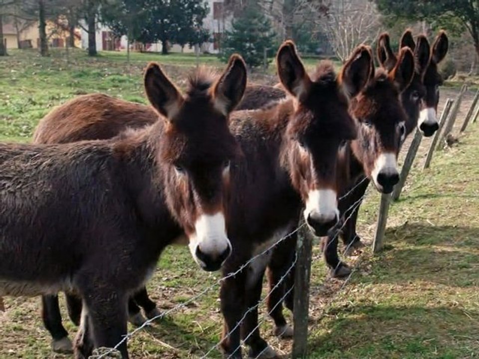 moisson animaux