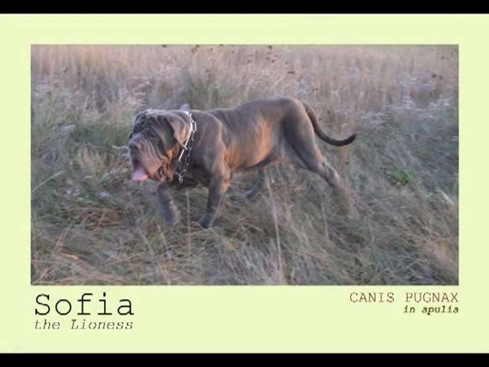mastino napoletano sofia dello stradone vesuviano... neapolitan mastiff emigred in apulia