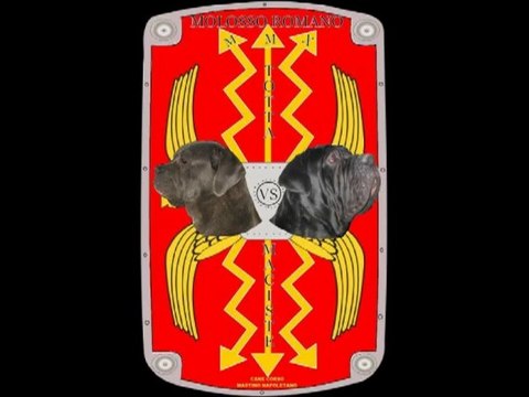 cane corso e mastino napoletano