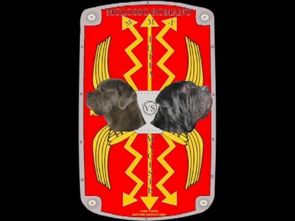 cane corso e mastino napoletano