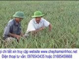 Mô hình trồng dứa hiệu quả tại tỉnh Ninh Bình với chế phẩm sinh học vườn sinh thái