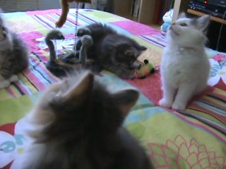 portée chatons lambada