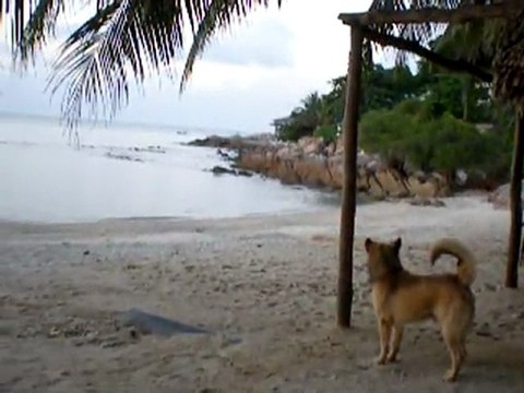 0075 koh phangan