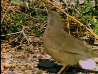 Harun Yahya TV - Arabian birds