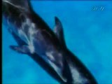 Harun Yahya TV - Dolphins