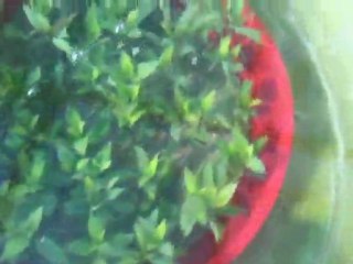 Botanik Balık Üretim Çiftliği