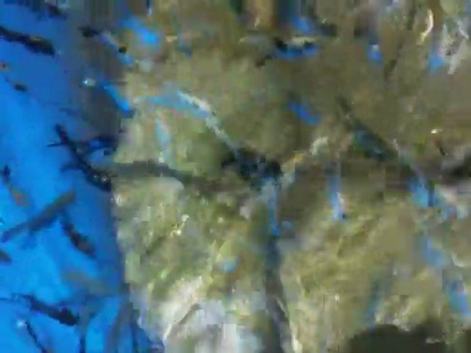 Botanik Akvaryum Balık Üretim Çiftliği