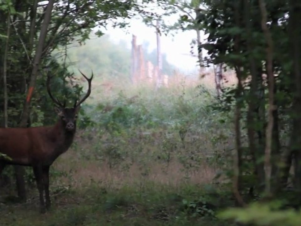 Ecoutez le brame du cerf en forêt de Compiègne