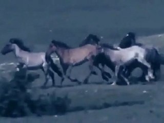 delîl dilanar-şerê tarxan