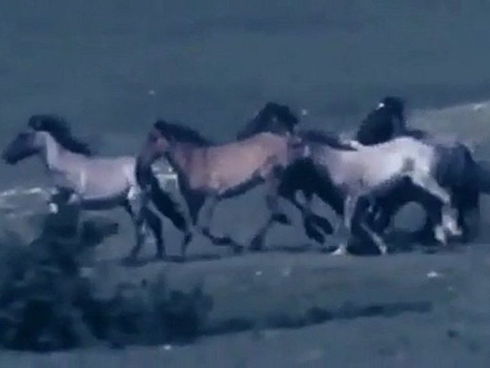 delîl dilanar-şerê tarxan