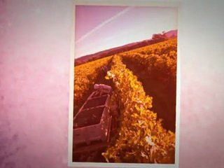 Best of Napa Valley Wines