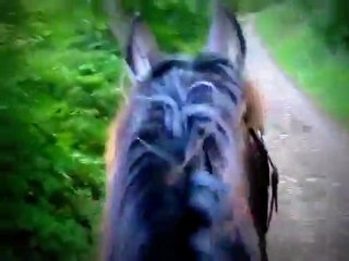 Galop en Forêt