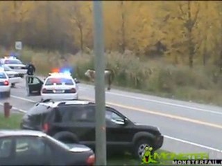 Why did cops shoot this cow?