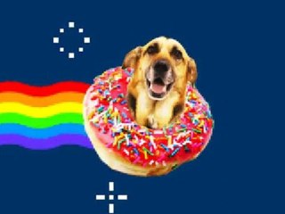 Nyan Dog. Please vote for Mya in Fido's Casting Call