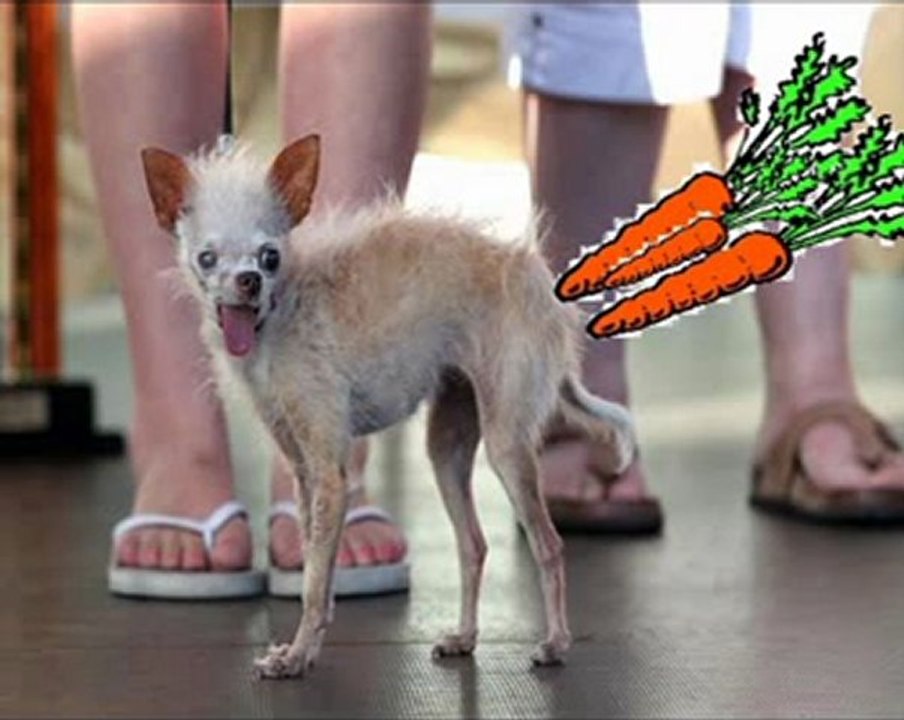 JEANDEBILE-des carottes dans l'cul des chiens