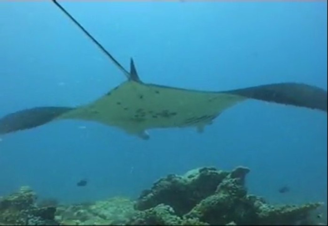 Maldives 2011 dive film mpeg1