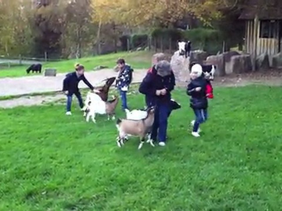 Les chèvres calines