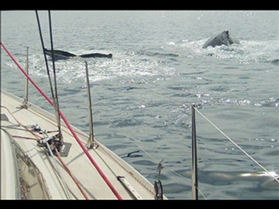 Baleines et ours polaire au Groenland