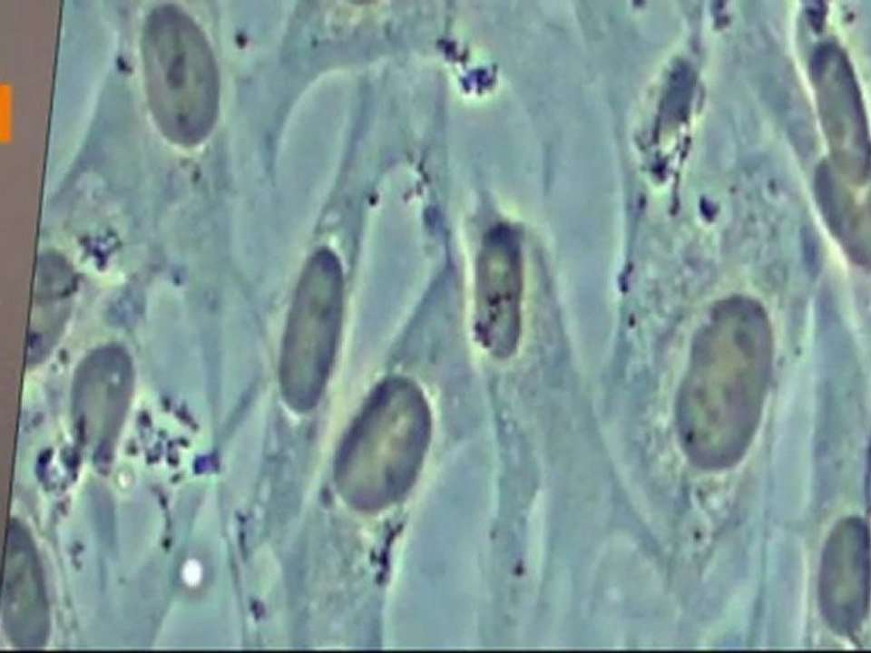 cure de jouvence pour cellules