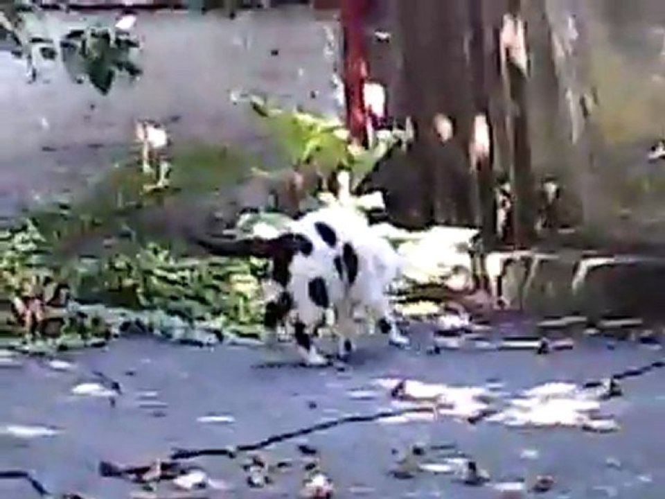 La petite vie de Minou - Episode 1 - Minou et le mulot (fin)